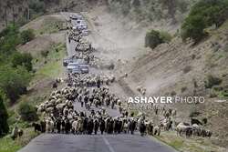 مرثیه‌ای برای کوچ؛ گله‌ دیگر چوپان ندارد